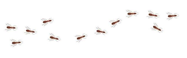 ant trail line vector