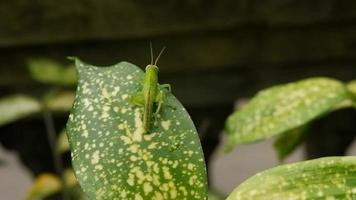 de gräshoppa utför en härma Metod och tycka om dans på en grön blad aglaonema video