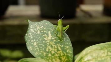 the grasshopper performs a mimicking technique and dancing on a green leaf Aglaonema video