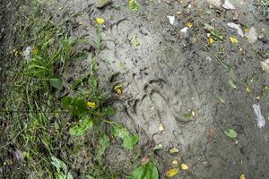 deer and wildboar hoof paw print on mud photo