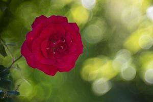 rojo Rosa en burbuja bokeh antecedentes foto