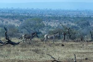 zebra in kruger park south africa photo