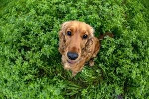 happy cocker spaniel running in the green grass photo