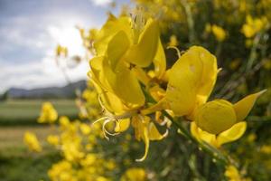 yellow broom flower field photo