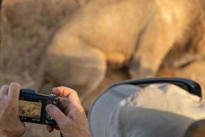 safari fotógrafo con leones apareamiento en kruger parque sur África foto