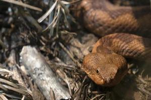 Nose Horned Vyper snake close up photo