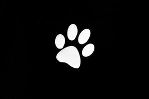 dog paw isolated on black photo