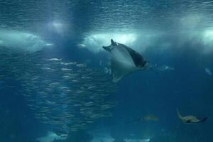 Manta in aquarium tank fish photo