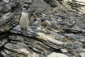 Magellanic pinguin close up portrait photo