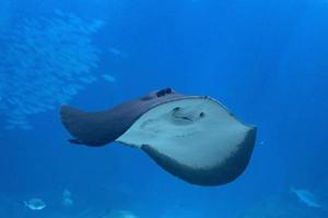 stingray coming to you underwater photo