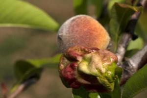 Taphrina deformans fungus on peach tree leaf photo