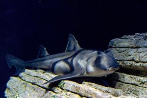 Puerto Jackson tiburón submarino pulpo profesor película foto