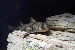 Port jackson shark underwater photo