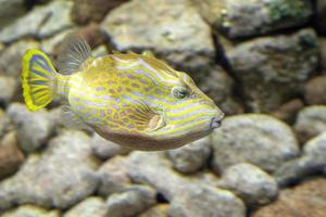 Striped cowfish underwater portrait photo