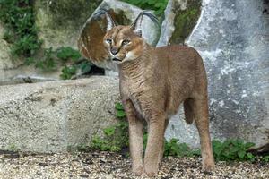 Caracal big cat portrait looking at you photo