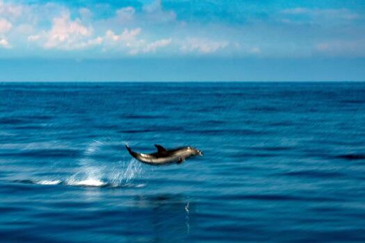 Move effect on Dolphin while jumping in the deep blue sea photo