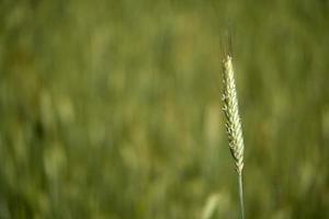 growing green wheat field detail photo