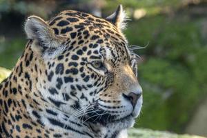 panther close up portrait photo