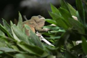 pantera camaleón en un árbol foto