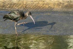 negro ibis pájaro cerca arriba foto