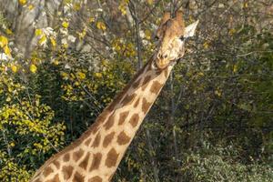 Giraffe close up portrait photo