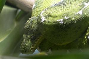 emerald tree boa close up photo