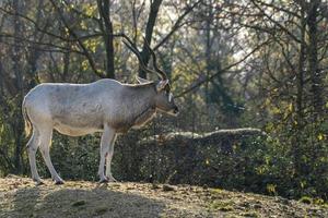 addax cerca arriba retrato foto