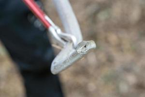 serpiente mamba negra sudáfrica de cerca mientras es atrapada foto