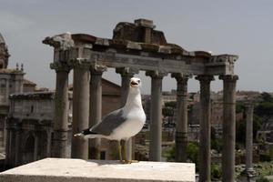 gaviota en ruinas de roma foto