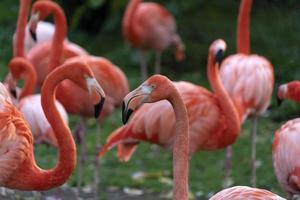 Pink flamingos family group on green photo