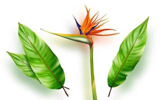 Strelitzia reginae, bird of paradise vector