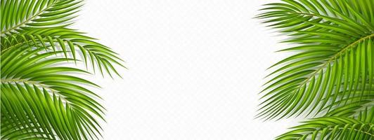 Tropical frame with green palm leaves vector