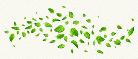 Green mint leaves falling and flying in air vector