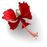 Tropical red hibiscus flower on white background vector