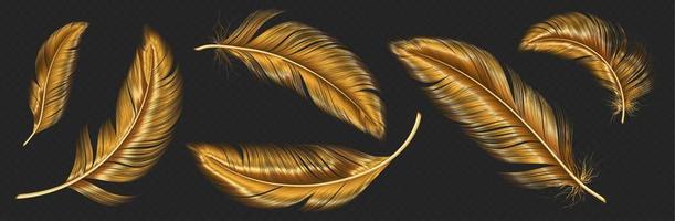 Gold Feathers Collection With Blackboard Background Design Element