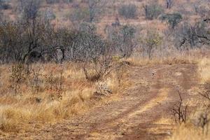 jackals in kruger park photo
