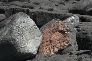 pico azores lava field by the sea detail photo