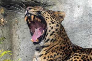 chinese panther leopard close up portrait photo