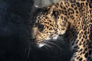 chinese panther leopard close up portrait photo