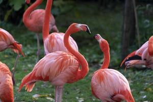 Pink flamingos family group on green photo