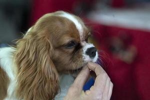 Chevalier king perro de cerca mientras come un bocadillo foto