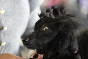 Poodle dog beauty salon photo