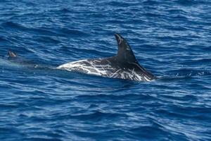 risso delfín en azores isla foto