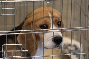 experiment Beagle dog in a cage photo