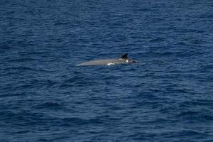 blanco raro ganso ballena picuda delfín ziphius cavirostris foto