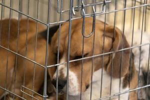 experiment Beagle dog in a cage photo