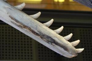 Sperm whale tooth close up photo