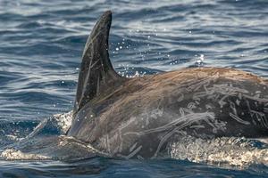 risso delfín en azores isla foto