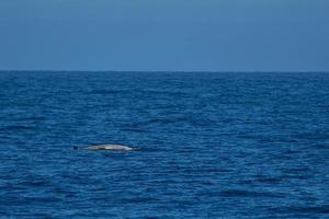 blanco raro ganso ballena picuda delfín ziphius cavirostris foto