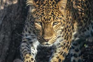 chinese panther leopard close up portrait photo